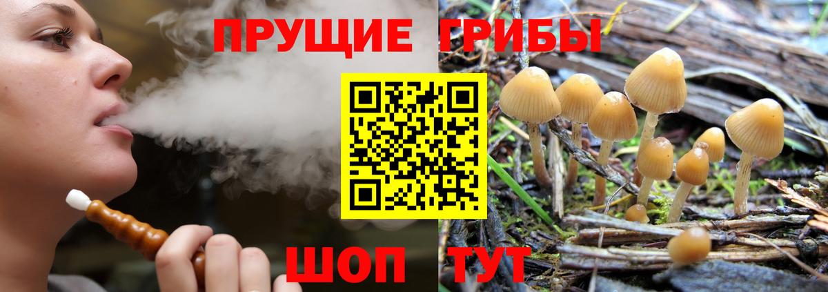 Кирово-Чепецк  Псилоцибиновые грибы Cubensis  Вход с VPN  Псилоцибиновые грибы Psilocybe 